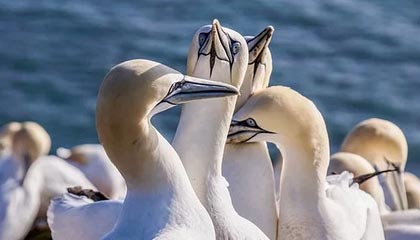 传奇手游私服发布网：概念与运作模式解析